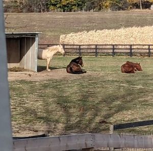 Meet your Posher, Sandy